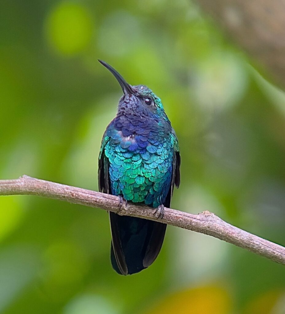 Avistamiento de colibri