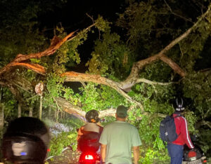 Árbol caído bloquea acceso a Minca y deja atrapados a visitantes y residentes